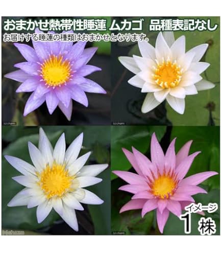 スイレン　ジョンコロニー　球根　睡蓮苗　熱帯スイレン　ビオトープ　鉢花 スイレン ジョンコロニー 球根 睡蓮苗 熱帯スイレン ビオトープ 鉢花